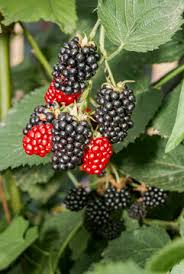 Attēlu rezultāti vaicājumam “Rubus nessensis leaf”