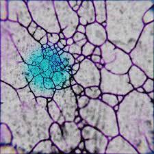 Attēlu rezultāti vaicājumam “Physarum penetrale macro”