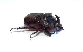 Attēlu rezultāti vaicājumam “Oryctes nasicornis male”