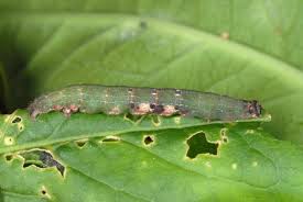 Attēlu rezultāti vaicājumam “Ligdia adustata”