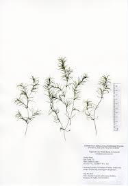 Attēlu rezultāti vaicājumam “Najas flexilis leaf”