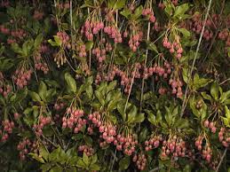 Attēlu rezultāti vaicājumam “Enkianthus campanulatus”