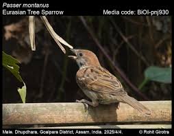 Image result for Passer montanus