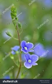 Attēlu rezultāti vaicājumam “Veronica chamaedrys flower”