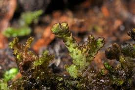 Attēlu rezultāti vaicājumam “Ptilidium pulcherrimum”