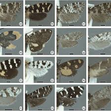 Attēlu rezultāti vaicājumam “Psychidae”