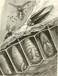 Attēlu rezultāti vaicājumam “Meloe sp. larva”