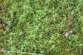 Attēlu rezultāti vaicājumam “Polytrichum commune var. perigoniale”