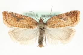 Attēlu rezultāti vaicājumam “Acleris aspersana”