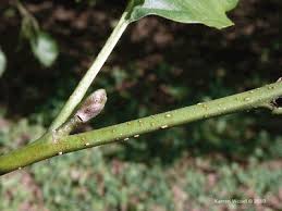 Attēlu rezultāti vaicājumam “Alnus glutinosa bud”