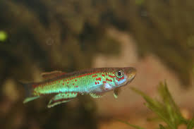 Image result for Aphyosemion