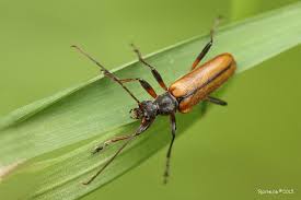 Attēlu rezultāti vaicājumam “Cortodera femorata”