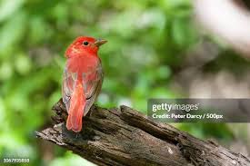 Image result for Piranga rubra