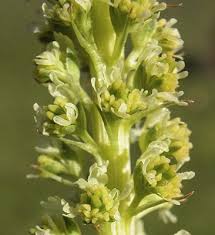 Image result for Reseda luteola