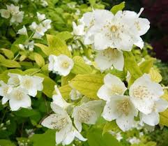 Attēlu rezultāti vaicājumam “Philadelphus coronarius”