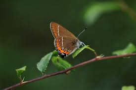 Attēlu rezultāti vaicājumam “Satyrium pruni underside”