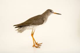 Attēlu rezultāti vaicājumam “Tringa totanus”