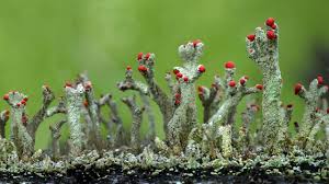 Attēlu rezultāti vaicājumam “Cladonia floerkeana”