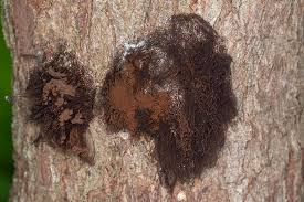 Attēlu rezultāti vaicājumam “Stemonitis splendens macro”