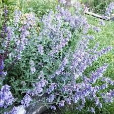 Image result for Campanula lingulata