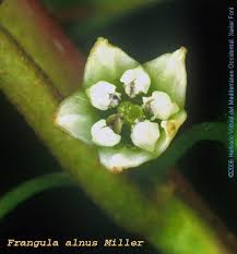 Attēlu rezultāti vaicājumam “Frangula alnus flower”