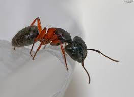 Attēlu rezultāti vaicājumam “Camponotus herculeanus”