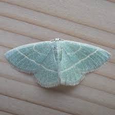 Attēlu rezultāti vaicājumam “Semioscopis oculella”