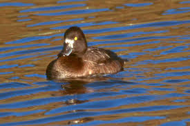Attēlu rezultāti vaicājumam “Aythya fuligula female”
