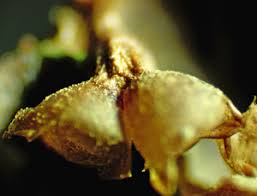 Attēlu rezultāti vaicājumam “Trichia longipalpis spores”