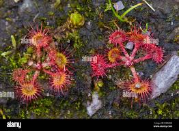 Attēlu rezultāti vaicājumam “Drosera rotundifolia leaf”