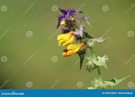 Attēlu rezultāti vaicājumam “Melampyrum nemorosum”