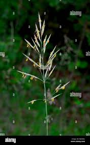 Attēlu rezultāti vaicājumam “Brachypodium sylvaticum flower”