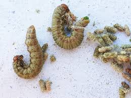 Attēlu rezultāti vaicājumam “Acantholyda posticalis”