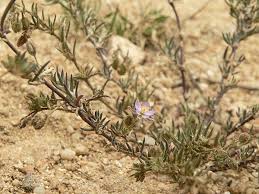 Attēlu rezultāti vaicājumam “Spergularia rubra flower”