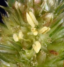 Attēlu rezultāti vaicājumam “Amaranthus retroflexus flower”