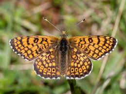 Attēlu rezultāti vaicājumam “Melitaea cinxia upperside”
