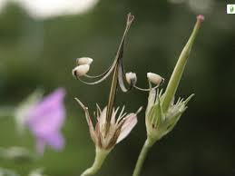 Attēlu rezultāti vaicājumam “Geranium sylvaticum bud”