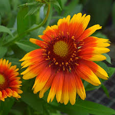 Image result for Gaillardia
