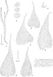 Attēlu rezultāti vaicājumam “Myurella julacea”