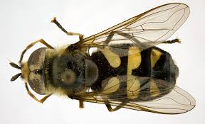 Attēlu rezultāti vaicājumam “Didea alneti”