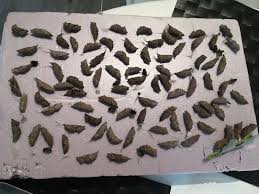 Attēlu rezultāti vaicājumam “Nymphalis pupa”