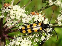 Attēlu rezultāti vaicājumam “Leptura quadrifasciata”