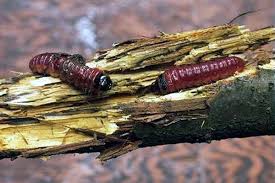 Attēlu rezultāti vaicājumam “Cossus cossus larva”