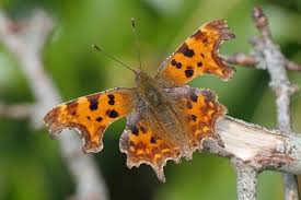 Attēlu rezultāti vaicājumam “Polygonia c-album upperside”