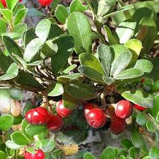 Attēlu rezultāti vaicājumam “Arctostaphylos uva-ursi fruit”