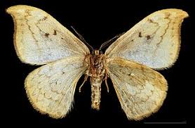 Attēlu rezultāti vaicājumam “Drepana falcataria”