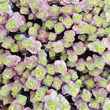 Attēlu rezultāti vaicājumam “Phedimus spurius”