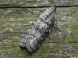 Attēlu rezultāti vaicājumam “Dioryctria abietella”