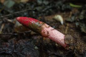 Attēlu rezultāti vaicājumam “Mutinus ravenelii”