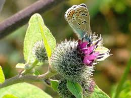 Attēlu rezultāti vaicājumam “Arctium tomentosum”